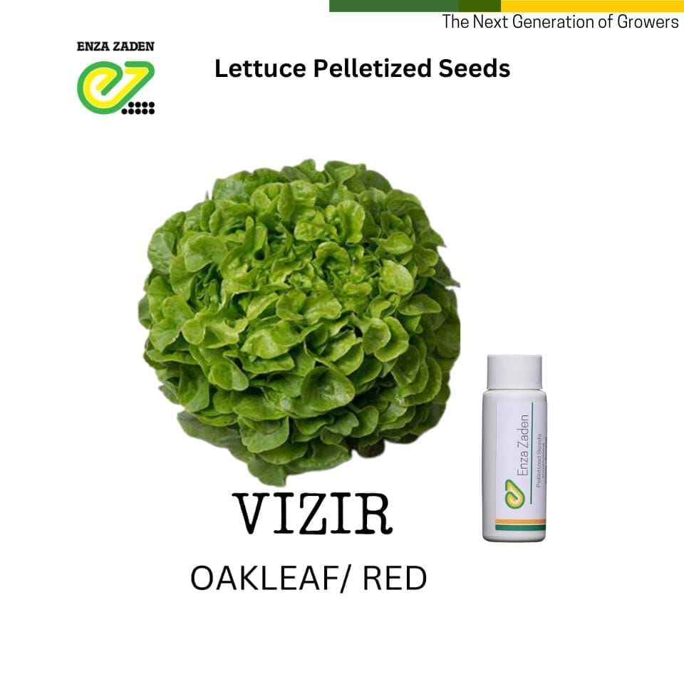 Vizir