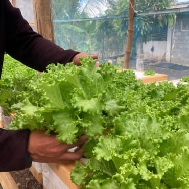 Sales lettuce