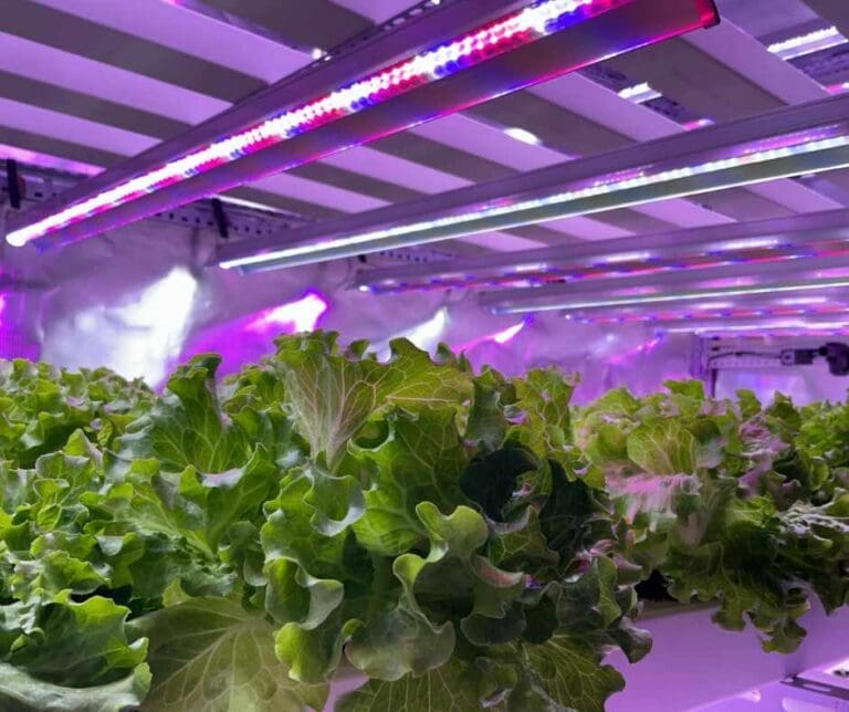 Reduced Infestations with Grow Lights