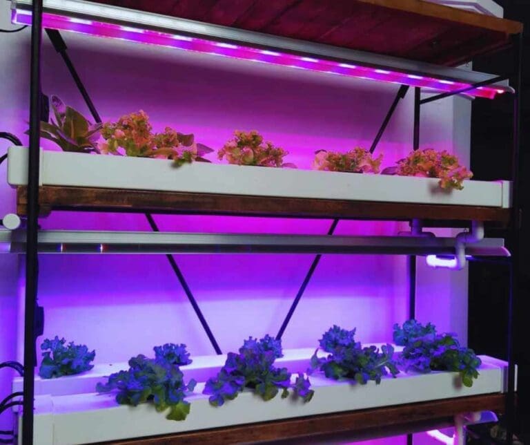 Grow Lights for Year-Round Cultivation