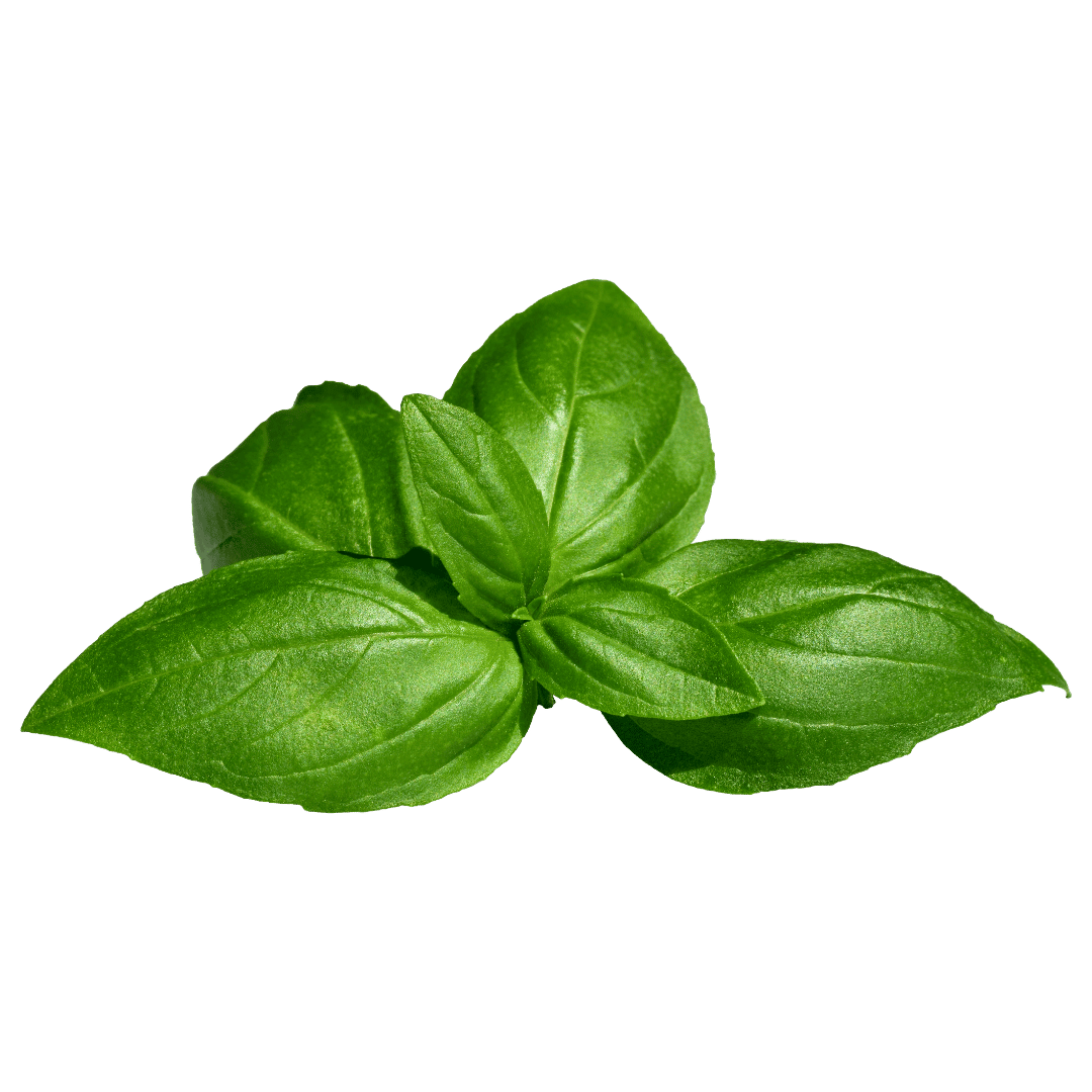 Basil