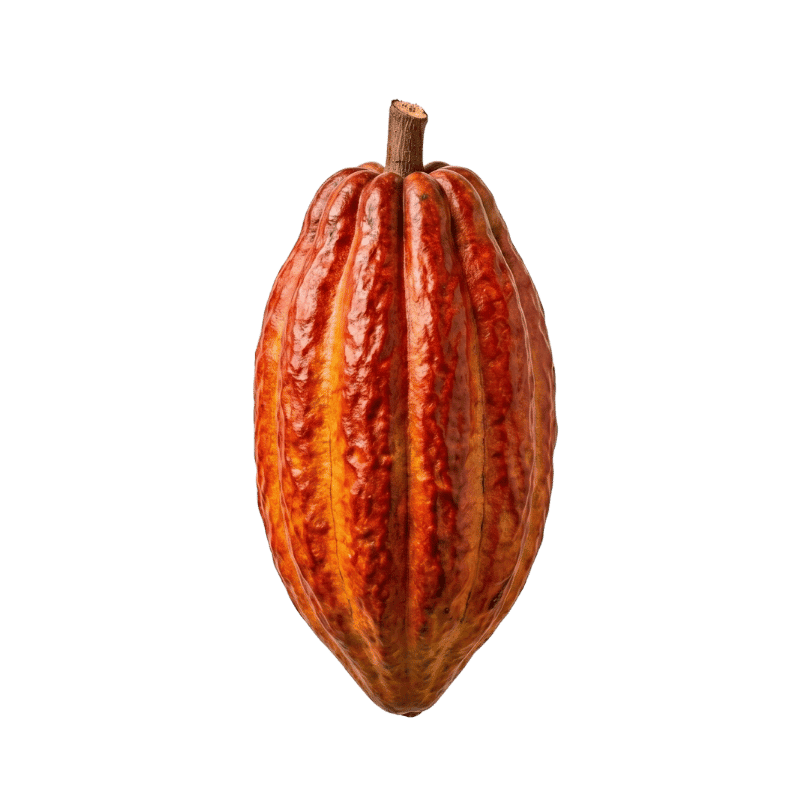 Cacao