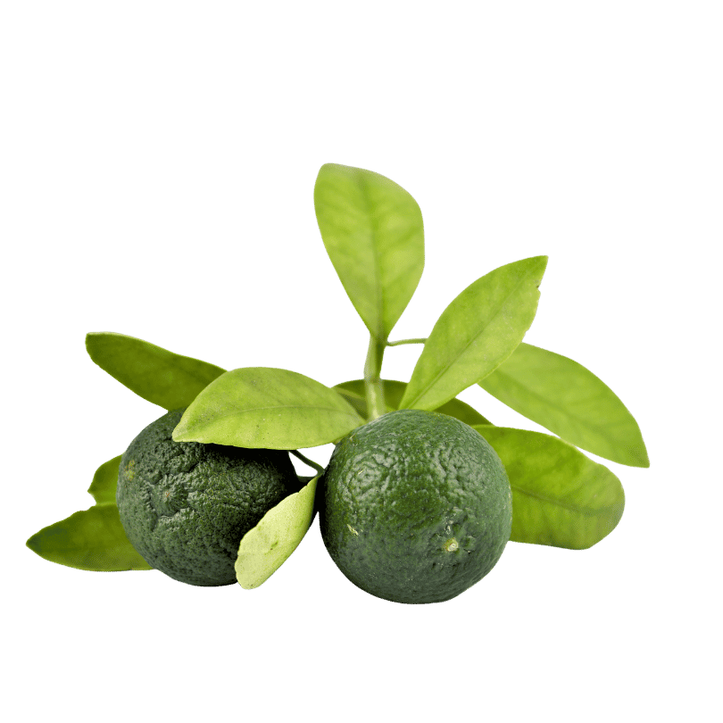 Calamansi