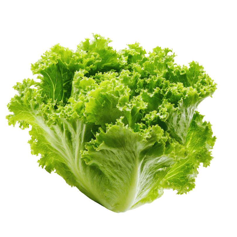 Lettuce Photo