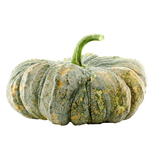 Squash
