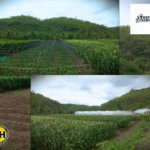 Four Hectares of Hope Rising From Limestone and Squash Blossoms
