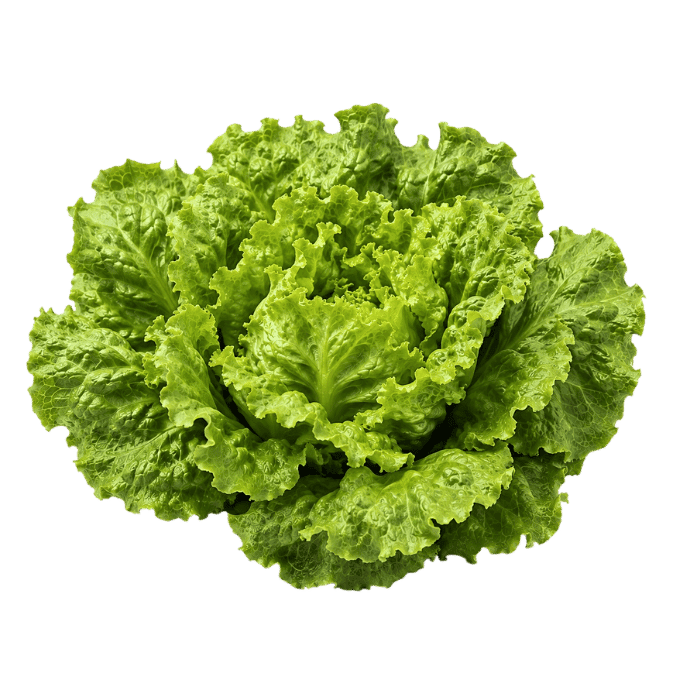 Batavia lettuce showing a semi-open head with textured crisp green leaves