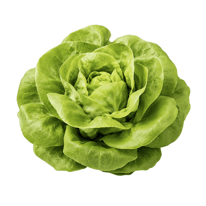 Butterhead lettuce showing a soft rounded head with broad tender leaves