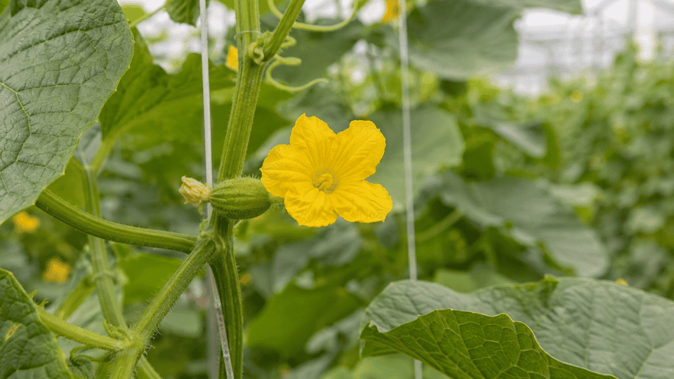 Flowering melon vine in greenhouse production