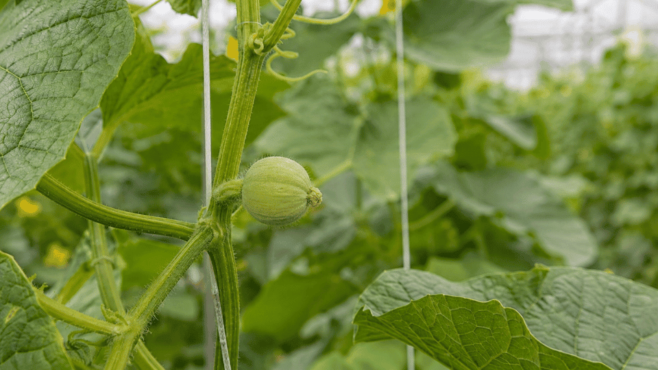 Developing melon fruit on the vine in greenhouse production