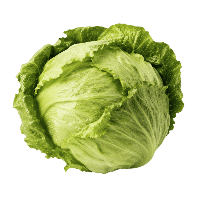 Iceberg lettuce showing a compact rounded crisphead structure