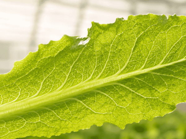 Detailed fresh lettuce leaf showing visible vascular veins
