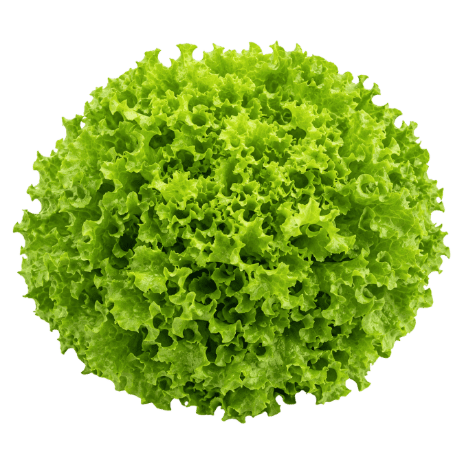 Hydroponic lettuce grown under humid tropical protected cultivation