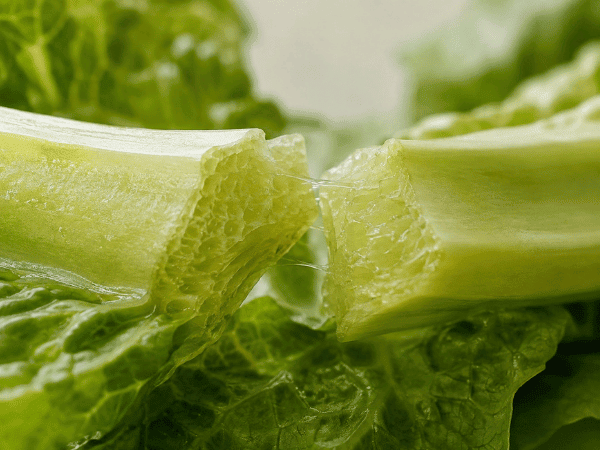 Freshly snapped lettuce midrib showing crisp internal tissue structure