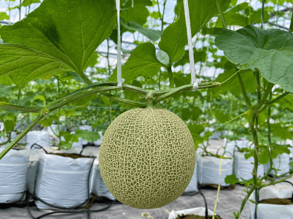 NH Melons Formula Tropical Gold (CFF)