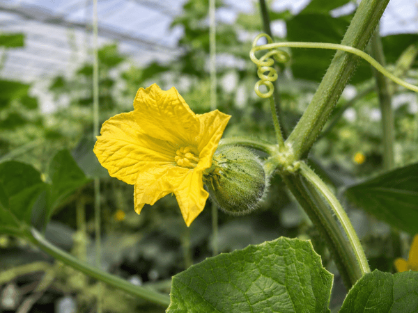 Female melon flower and young ovary representing reproductive development