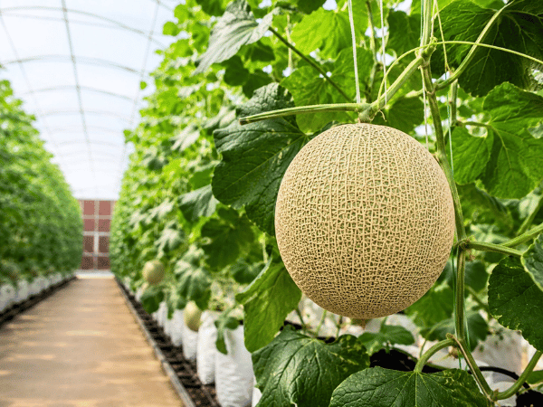 Large developing netted melon attached to a healthy greenhouse vine