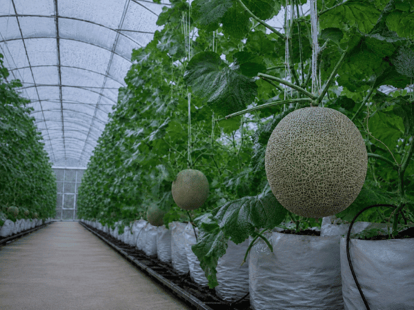 Commercial melon greenhouse during humid monsoon conditions