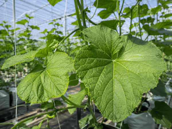 Healthy greenhouse melon leaf canopy representing photosynthetic source capacity