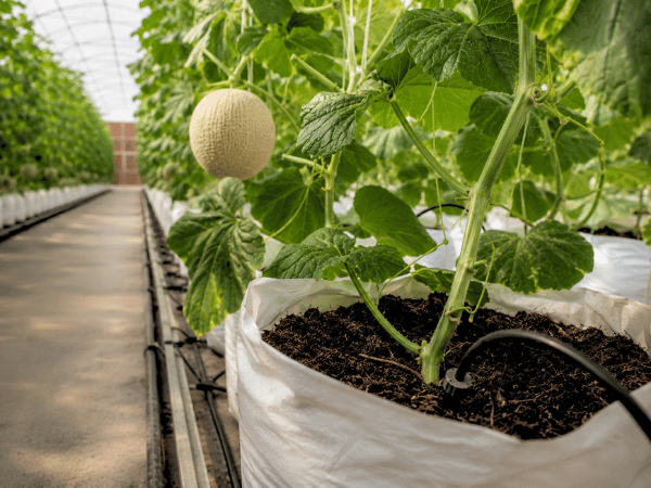 Commercial melon plant root zone with coco substrate and drip irrigation