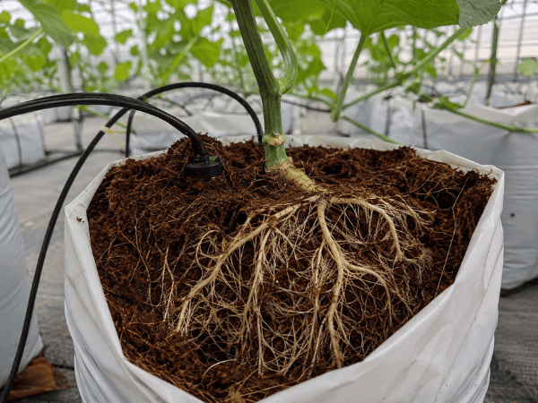 Healthy greenhouse melon root zone in cocopeat representing water and mineral uptake