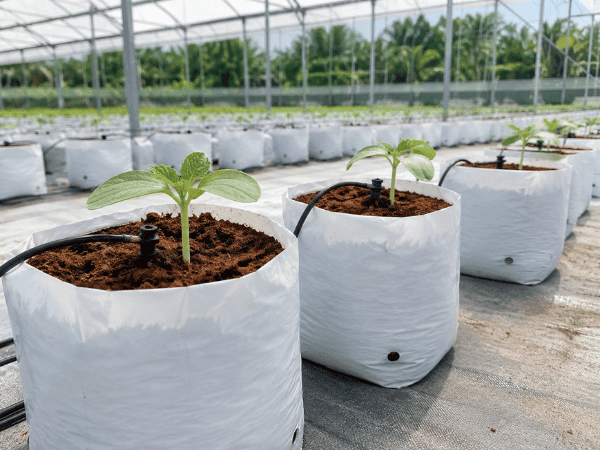 Young melon plants during seedling establishment