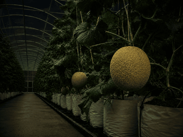 Melon greenhouse under warm tropical nighttime conditions
