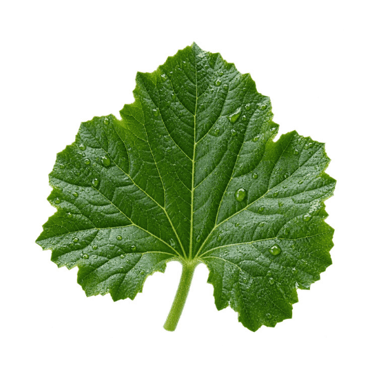 Moist melon leaf for foliar application