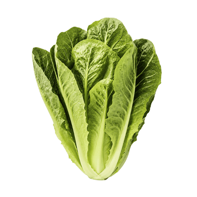 Romaine lettuce showing upright elongated leaves and prominent pale midribs