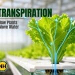 Transpiration: How Plants Move Water