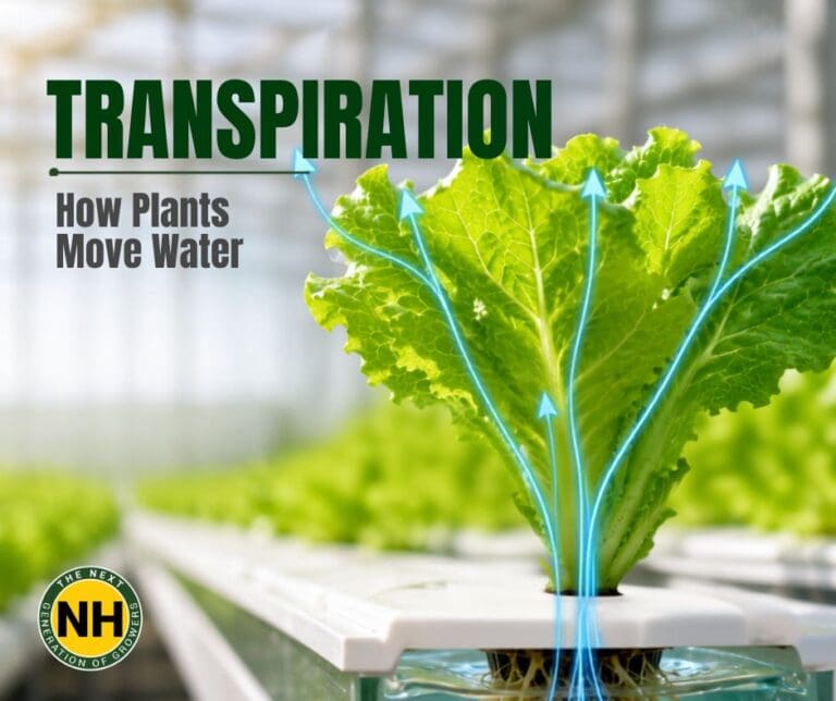 Transpiration: How Plants Move Water
