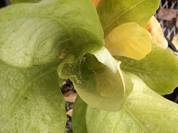 Spider Mites