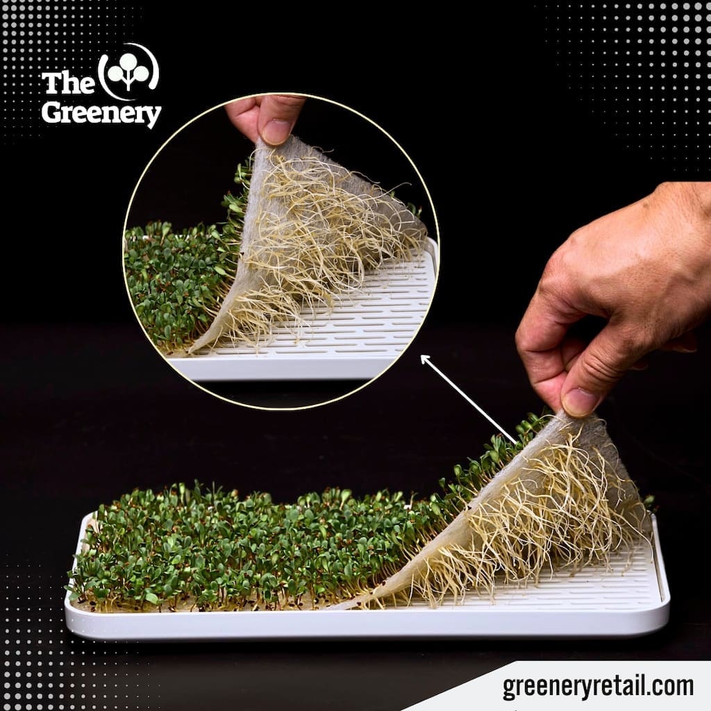 Microgreens growing tray