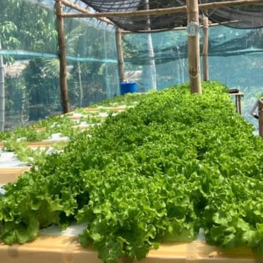 Sales Crops