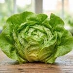 Lettuce Cultivation Protocol | A Biological Approach